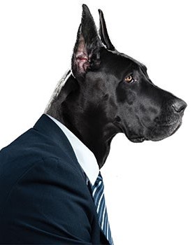 Dog in suit